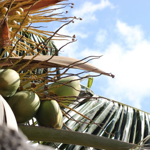 coconut tree nature bike trail