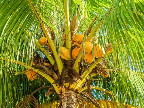 coconut tree coconut palm fruit