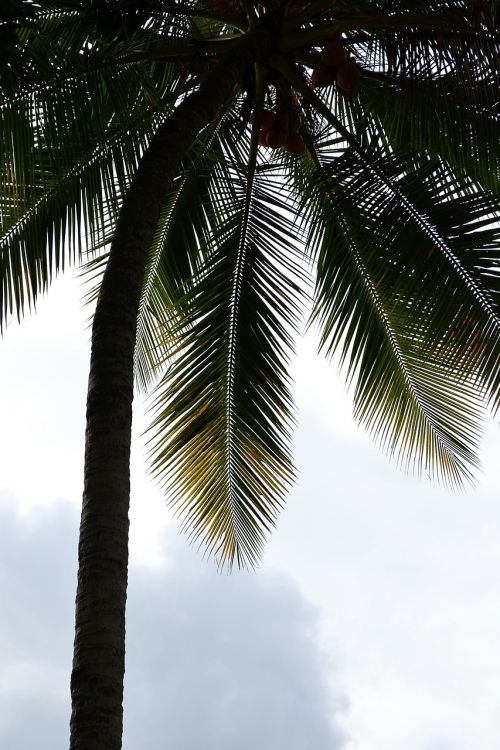 coconut tree palm palm tree