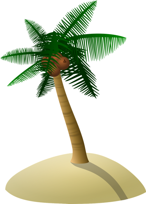 coconut tree palm tree dune