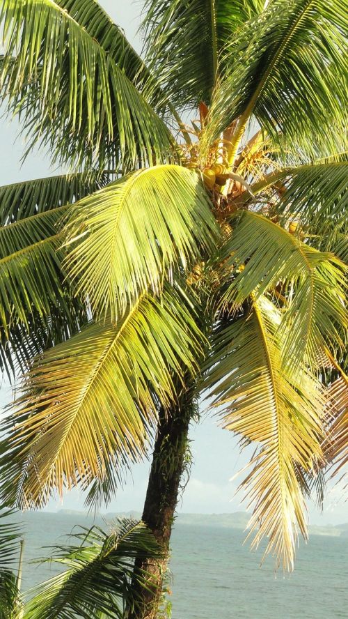 coconut tree tropical tree palm tree