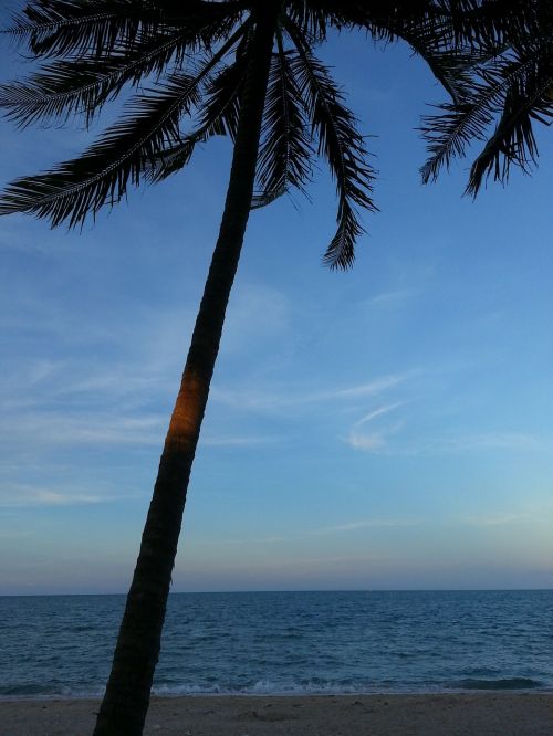 coconut tree beach tree