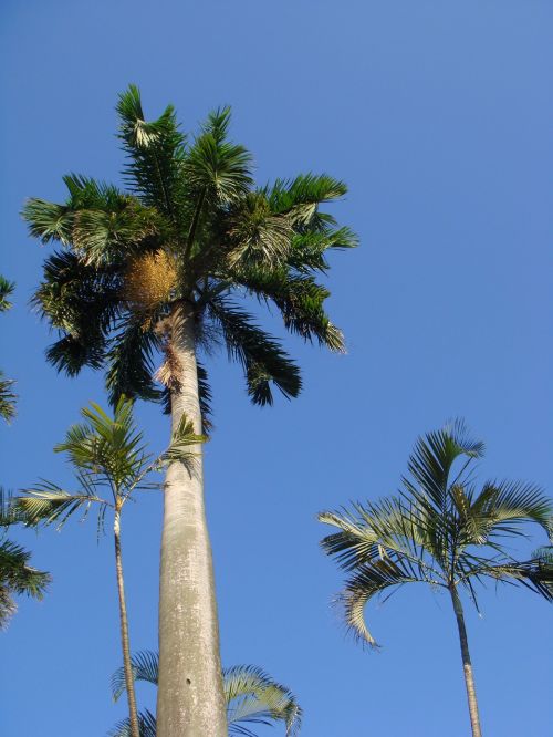 coconut tree blue day tropical