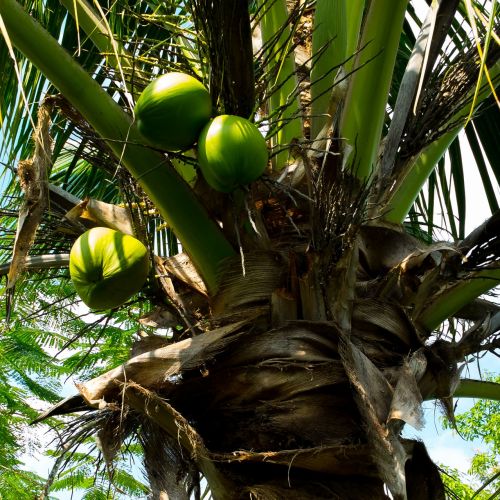 coconut tree palm coconuts