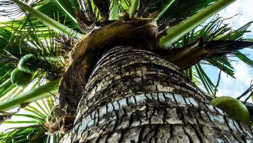 coconut tree palm coconuts