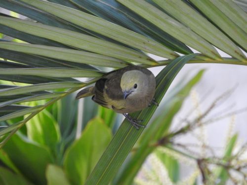 coconut tree tanager bird