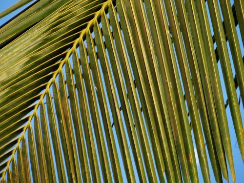 coconut tree leaves leafy
