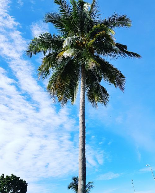 coconut tree sky malaysia
