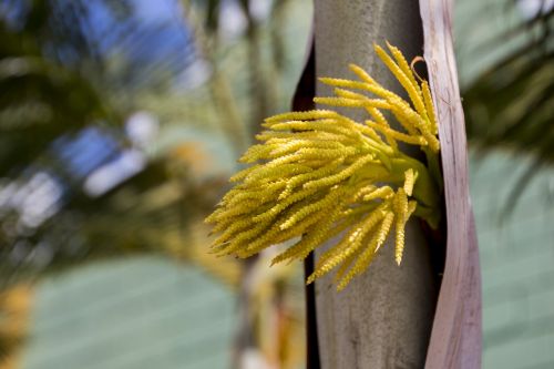 coconut tree fruit nature