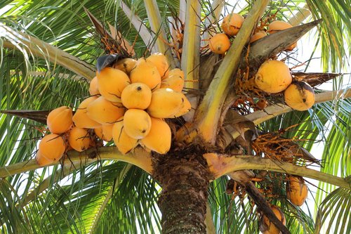 coconut tree  coconut  palm tree