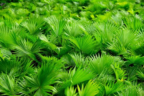 coconut tree  green  nature