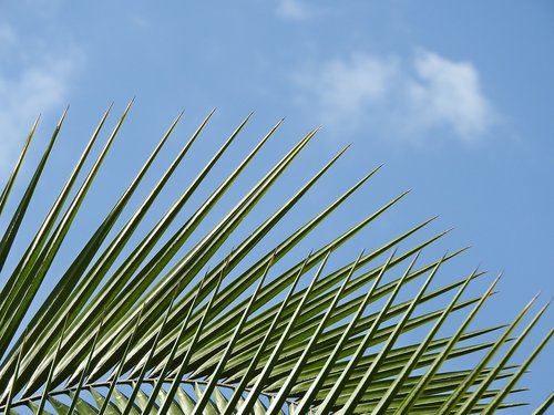 coconut tree  palm tree  tropical