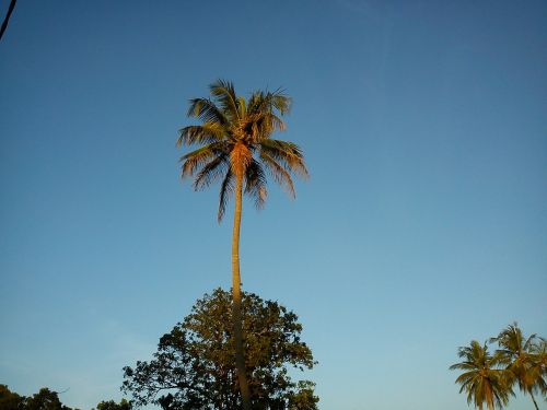 coconut tree nature blue sky