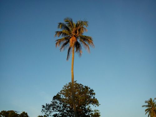 coconut tree palm palm tree