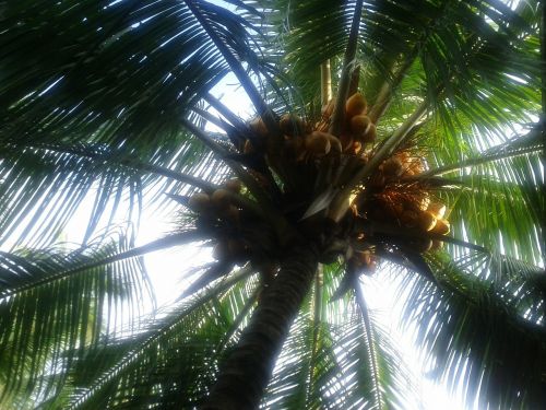coconut tree coconuts palm tree