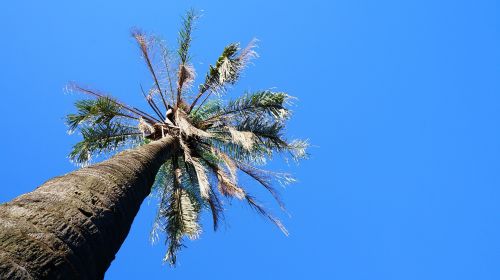 coconut tree tree sky
