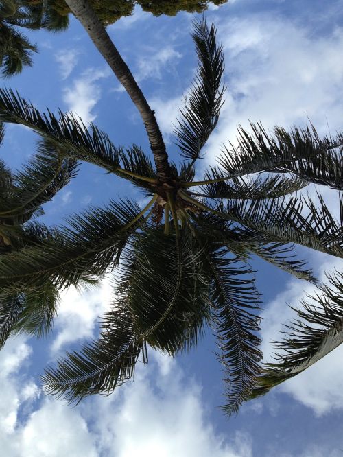 coconut tree tropical hawaii