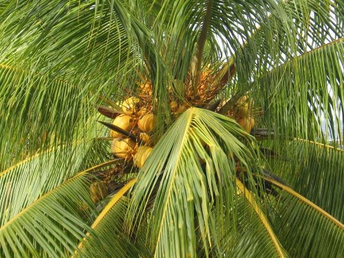 coconut tree coconuts tropical
