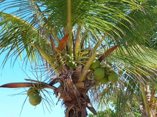 coconut tree coco green