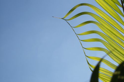 coconut tree leaf sky