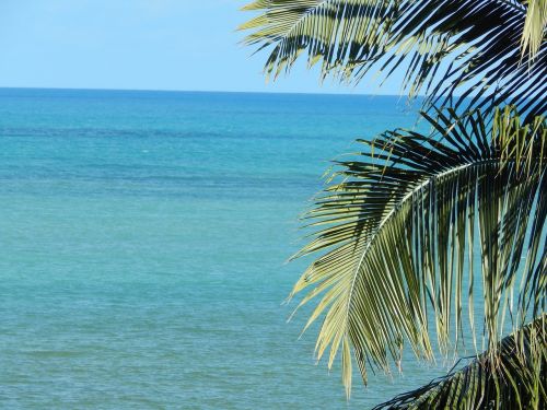 coconut tree mar litoral