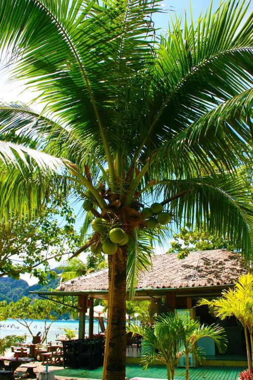 coconut tree palm tropical