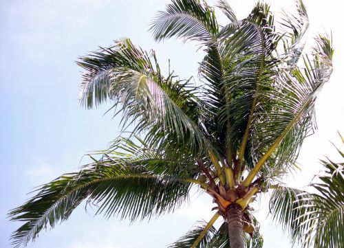 Coconut Tree With Fruit