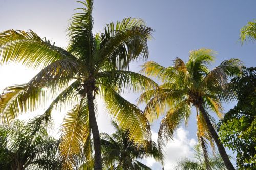 coconut trees beach west indies