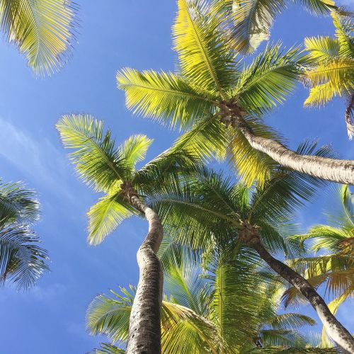 coconut trees vacation per