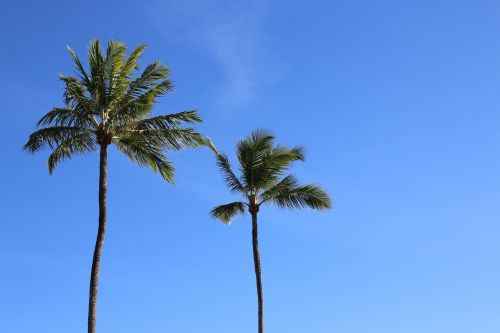 coconut trees beach nature
