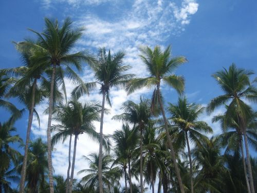 coconut trees costa rica frond