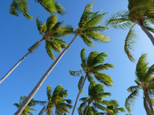 coconut trees trees palm