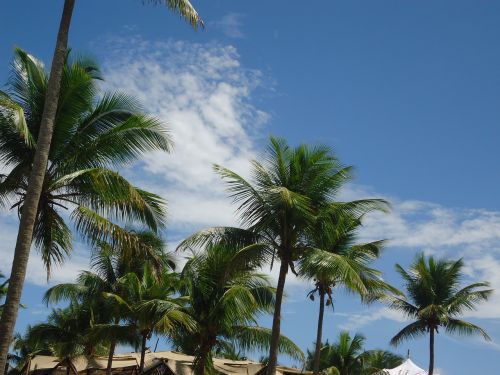 coconut trees sky beach