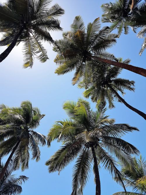 coconut trees palm trees sky