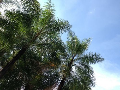 coconut trees sky shadow
