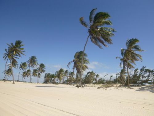 coconut trees wind sand