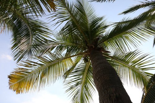 coconut trees  plant  the scenery