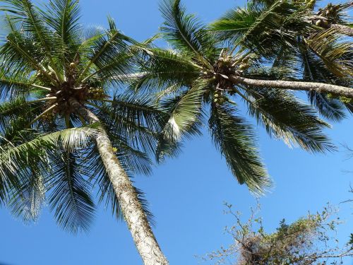 coconut trees pier itaguá