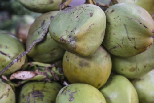 coconuts bunch fruit