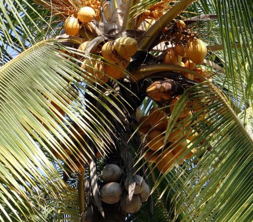 coconuts malayan cocos nucifera