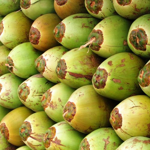 coconuts fruit coco