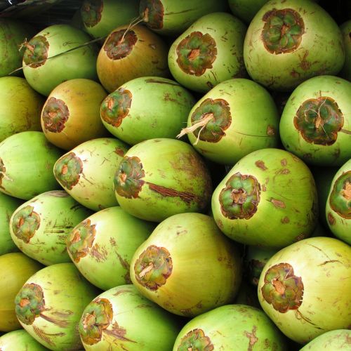 coconuts fruit coco