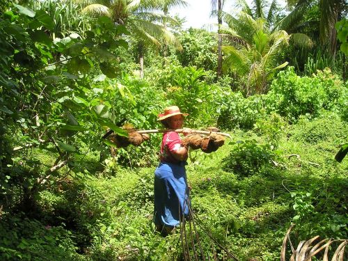 coconuts harvest traditionally