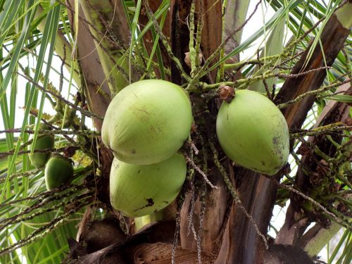 coconuts fruit fruits