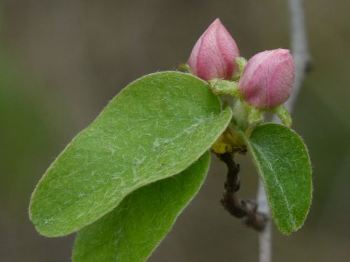 cocoon quince quince flower