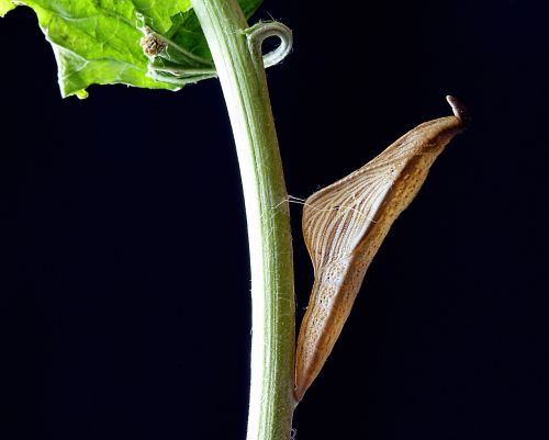 cocoon pupa chrysalis