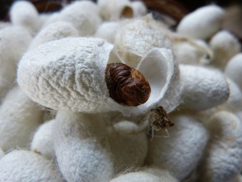 cocoon silkworm silk