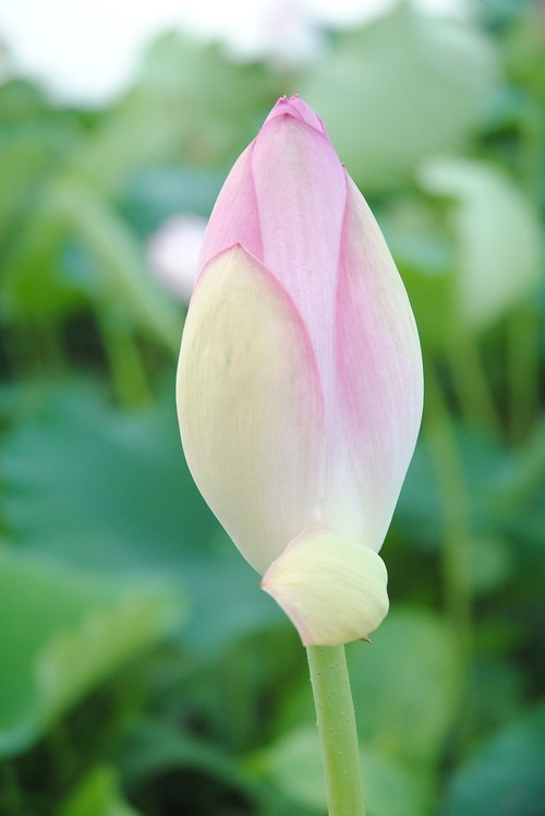 cocoon  bud  lotus flower