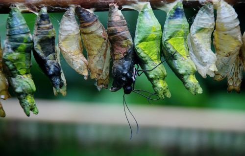 cocoon butterfly chrysalis bug