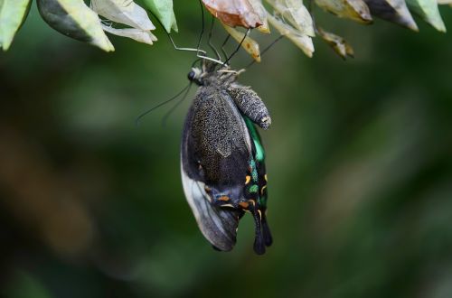 cocoon butterfly insect